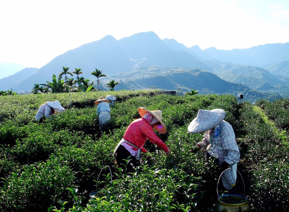 台湾茶農家