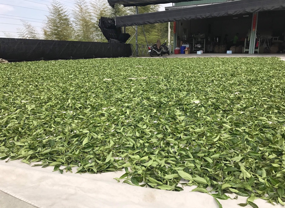 台湾茶生産